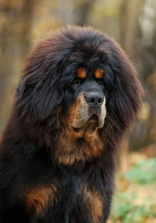 Тибетский мастиф Тибетский мастиф